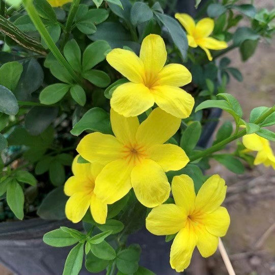 Primrose Jasmine